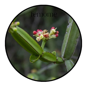 Cissus Quadrangularis Extract